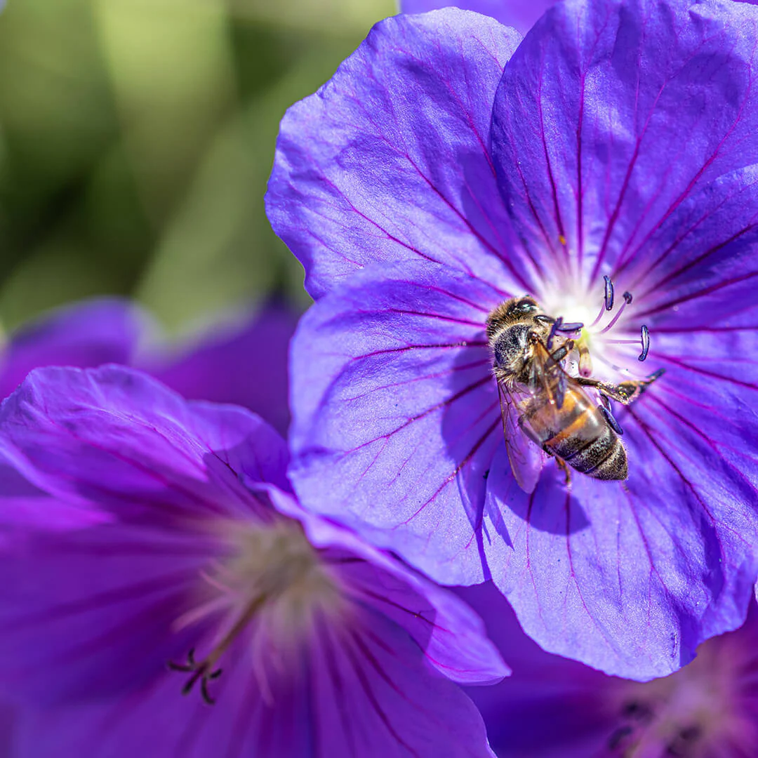 Cultivate Your Perfect Outdoor Sanctuary