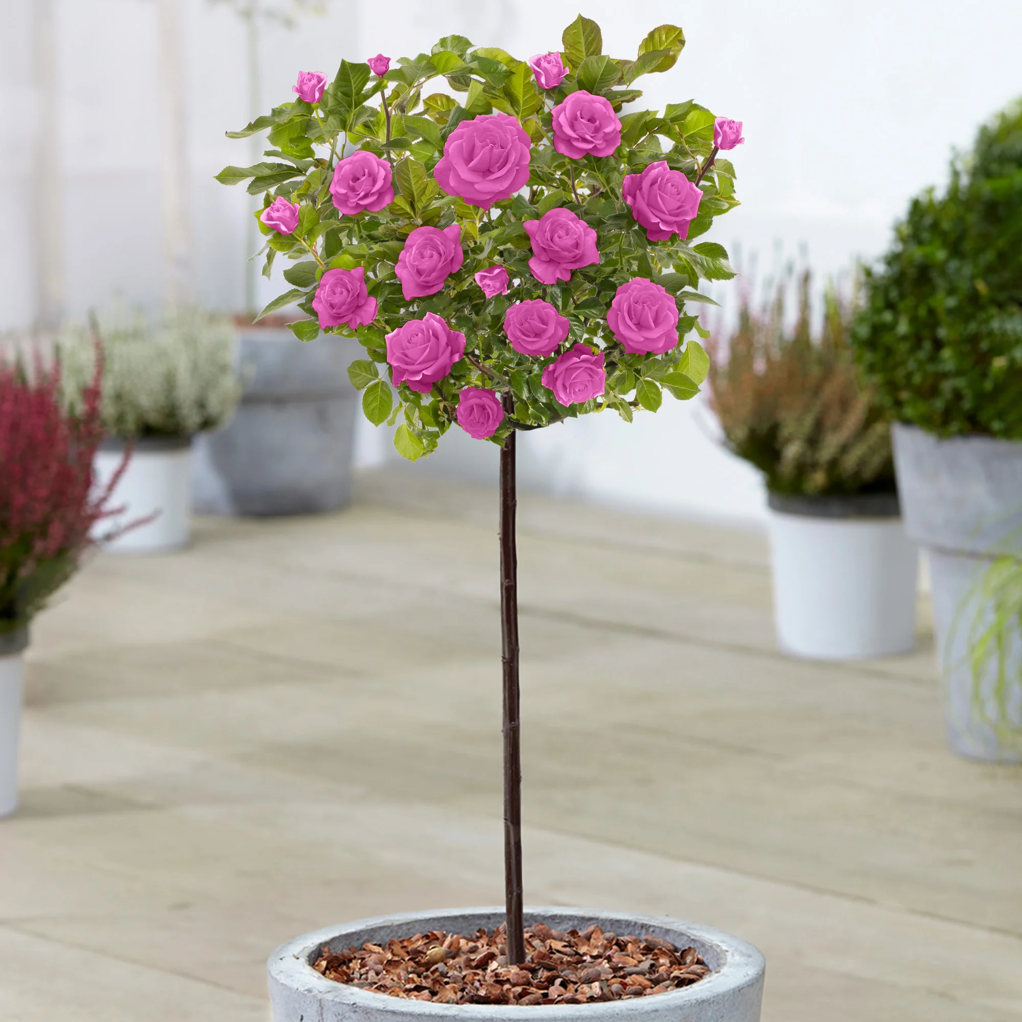 Popular Garden Plants